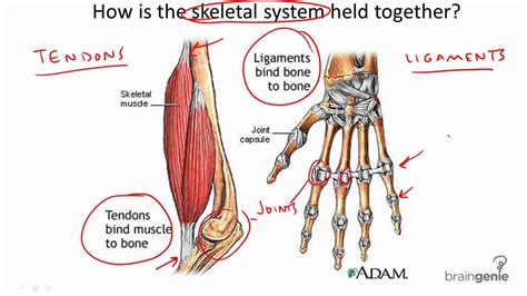 What Is The Difference Between Cartilage Ligaments And Tendons