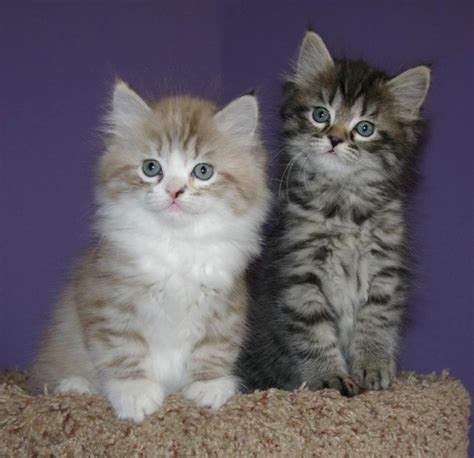 18 Ragamuffin Black And White Ragdoll Cat Furry Kittens