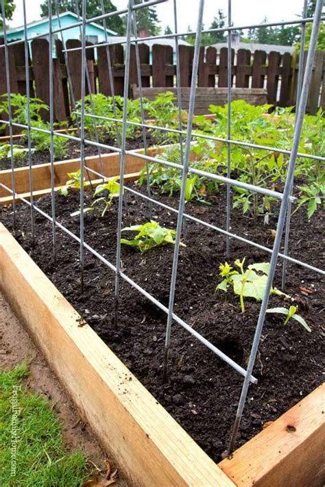 14 Cucumber Trellis Shapes And Materials That Do The Job