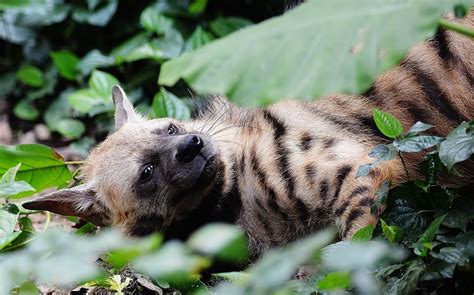 Which are the top african safari animals & where to find them? 12 Nocturnal Animals to Look For on an African Safari