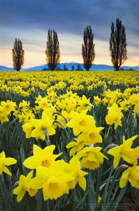 Skagit Valley Daffodil Photography Alan Majchrowicz Photography