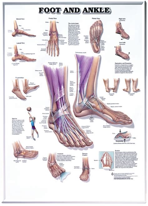 Anatomical Poster Foot And Ankle 20 X 26 Laminated Illustrates Foot