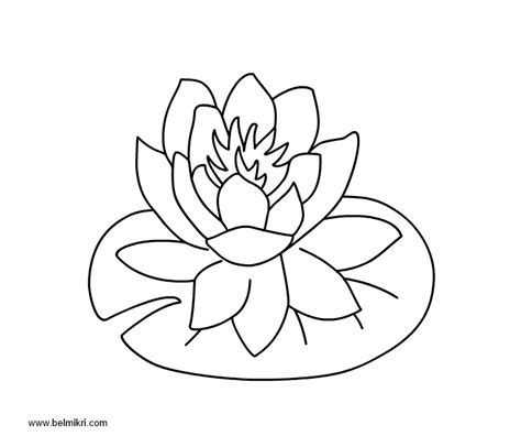 Lily Pad Coloring Page At Getdrawings Free Download