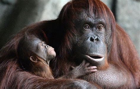 Ravaged By Deforestation Borneo Loses Nearly 150000 Orangutans In 16