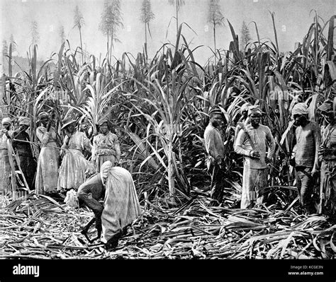 Jamaica Land In The Caribbean Workers In The Sugar Cane Stock Photo