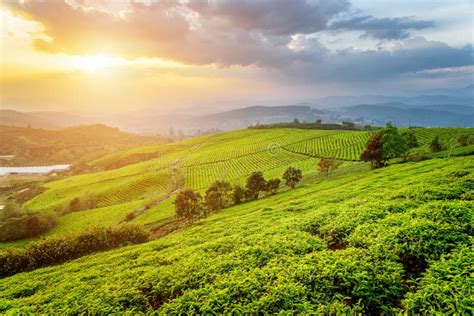Amazing Young Bright Green Tea Bushes And Colorful Sunset Sky Stock