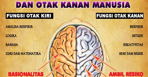 Perbedaan Fungsi Otak Kanan Dan Otak Kiri Manusia Pusat Biologi Riset