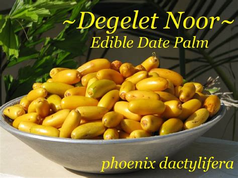 Polynesian Produce Stand Edible Date Palm ~degelet Noor~ Phoenix