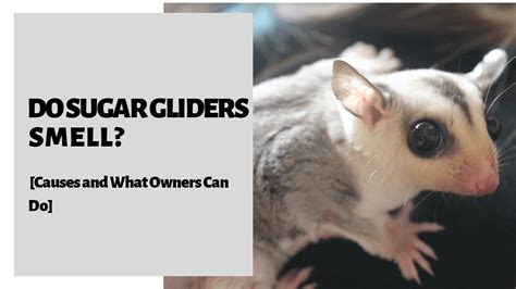 Do Sugar Gliders Smell Causes And What Owners Can Do Sugar Glider