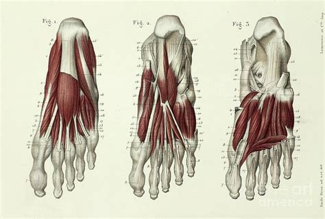 Three Layers Of Foot Muscles Photograph By Science Photo Library Pixels