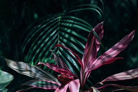 Hd Wallpaper Pink And Green Linear Leaf Plants Beautiful Botanical