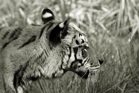 Black And White Tiger Blending Into The Background Stock Photo Image