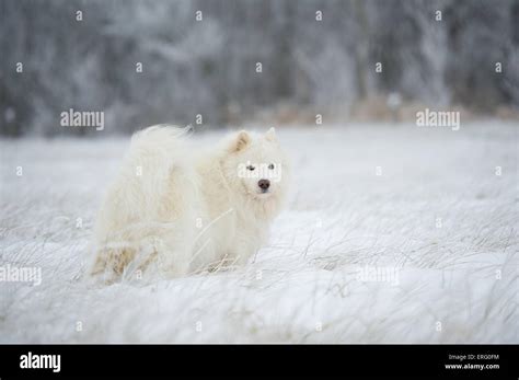 Samoyed Snow Hi Res Stock Photography And Images Alamy