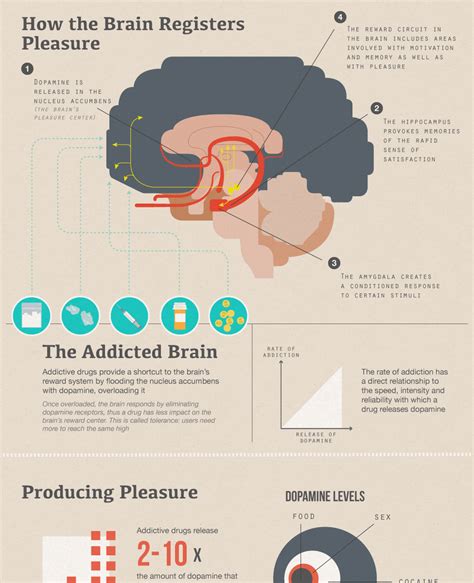 Your Brain On Drugs Infographic