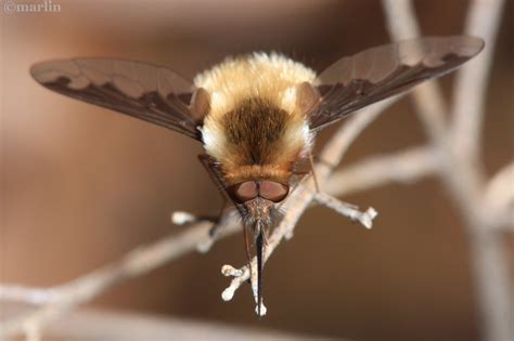 Bee Fly Bombylius Major North American Insects And Spiders