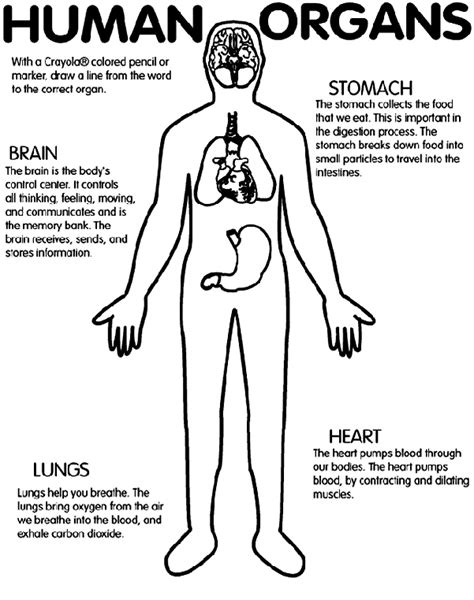 …you might be just acquiring one thing that you'd have needed to pay out for anyway. Human Organs Coloring Page | crayola.com