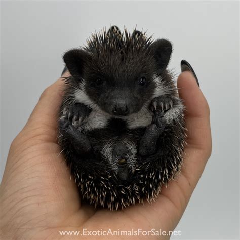 Pedigreed Hedgehog Babies For Sale