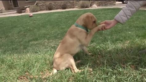 Coyote Attacks Puppy And Another Dog In Ute Valley Park Youtube