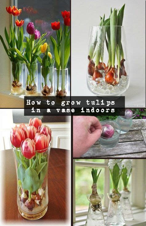 How To Grow Tulips In A Vase Indoors Growing Tulips Indoor Flowers
