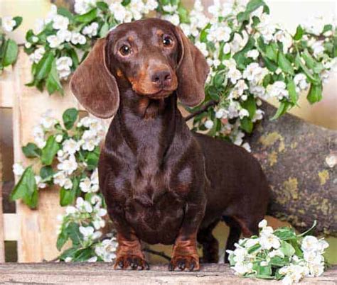 Is star jasmine poisonous to dogs. Is Jasmine Poisonous to Dogs? - ZooAwesome