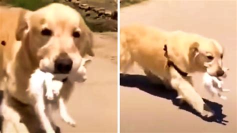 Golden Retriever Scoops Dying Kitten Into His Mouth And Brings Her Home