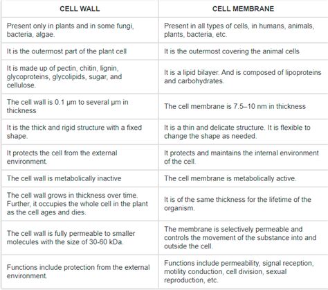 Difference Between Plasma Membrane And Cell Wall