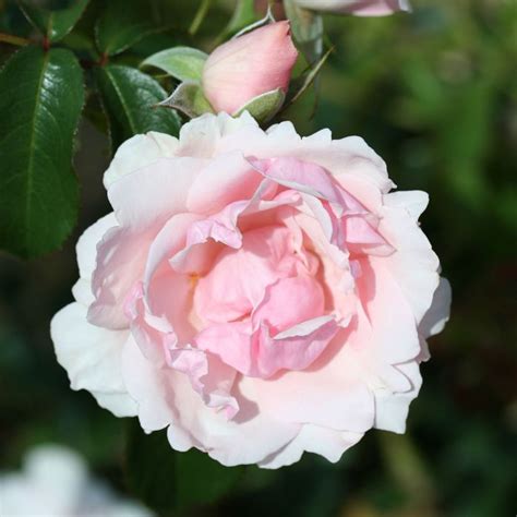 Buy Mattocks Many Happy Returns Rose Notcutts Garden Centres