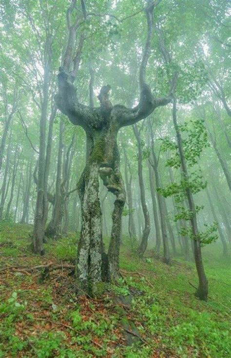 Aussergewöhnlicher Baum Naturbilder Verblüffende Natur Baum Gesichter