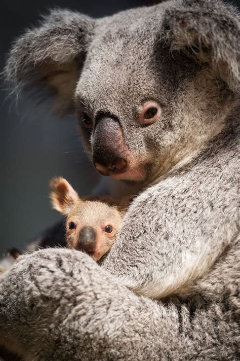 314 Best Australian Koalas Images On Pinterest