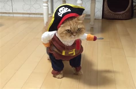 Pirate Cat Is Ready To Sail The High Seas In Cute Halloween Costume