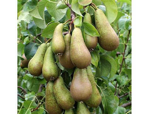 Pear Conference Quince A Tree 12 Litre Pot Knights Garden Centres
