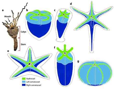 Manifestations Of Linearity And The Ap Axis In The Echinodermata