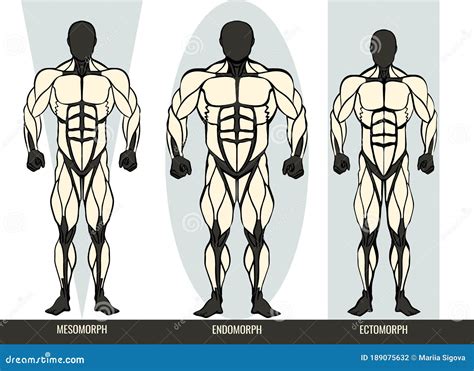 diagrama de tipos corporales masculinos con los tres somatotipos ectomorfo mesomorfo y endomorfo
