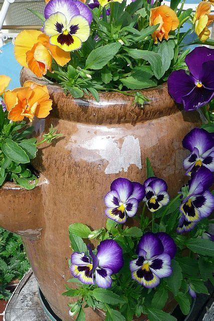 Pansies In A Strawberry Pot Container Flowers Strawberry Pots Pansies