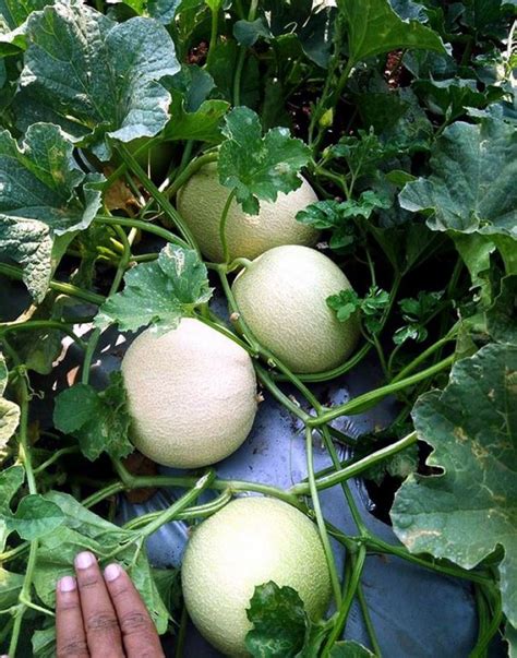 9 Tips For Planting And Growing Cantaloupe In Your Garden My Desired Home