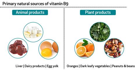 Vitamin B9 Natural Sources Sources Of Phosphorus In Food