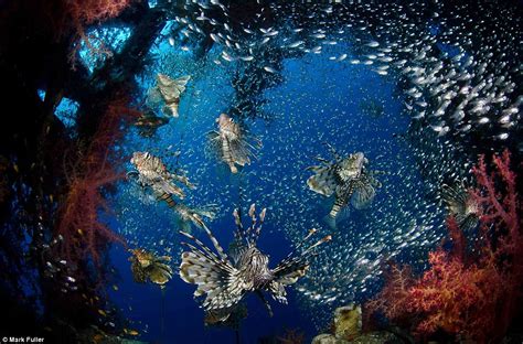 Incredible Images Of Underwater Photography Captures Dazzling Colour Of