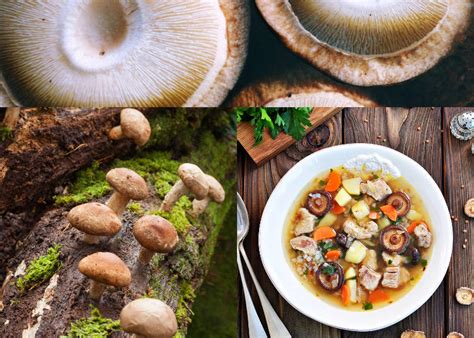 7 Popular Japanese Mushrooms That Are Both Tasty And Healthy Live