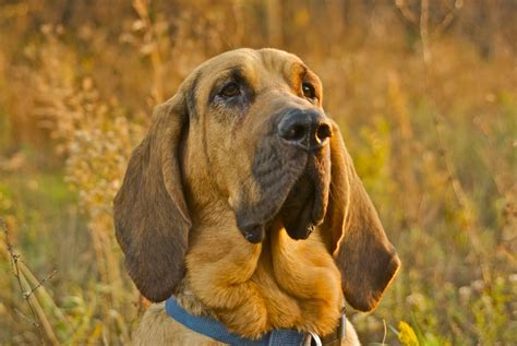 Bloodhounds Wallpapers Animals Library