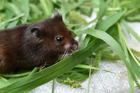 Domestic Hamster Brown Filmed From The Side Stock Photo Image Of