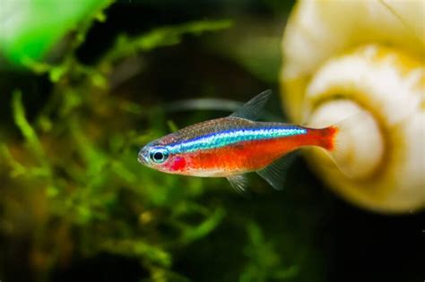 10 Most Colorful Types Of Tetras To Intrigue Aquarists