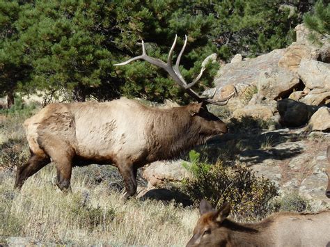 Bull Elk In Rocky Mountain National Park Travel Colorado Usa By