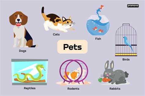 Types Of Pets And Related Vocabulary In English