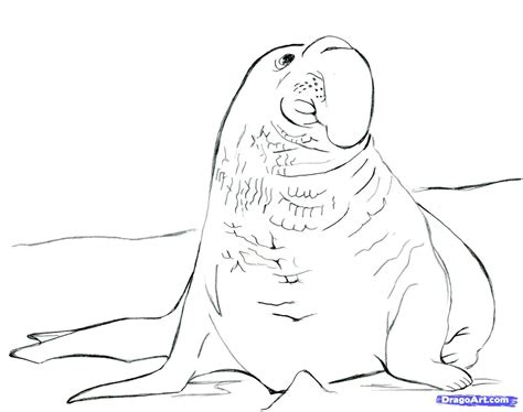Enjoyable free printable animals homeworks for the monk seal : Elephant Seal Coloring Pages - High Quality Coloring Pages ...