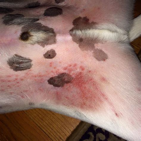 List 103 Pictures Pictures Of Heat Rash On Dogs Latest 092023