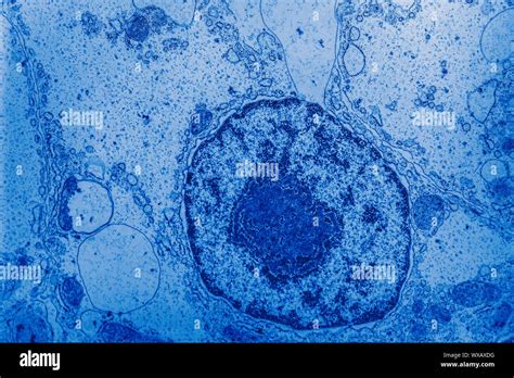 Electron Microscope High Resolution Stock Photography And Images Alamy
