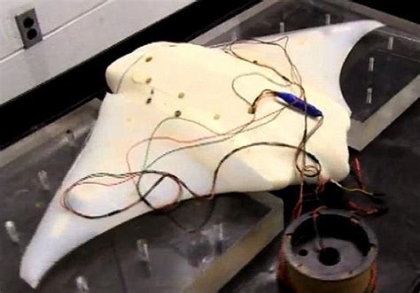 Manta And Sting Rays Animatronics Marine Robots Fish Mantarays