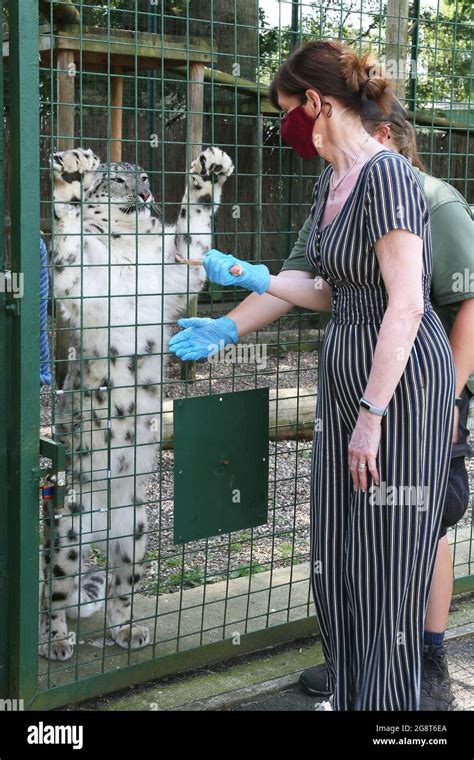 Hand Feeding Laila Snow Leopard Panthera Uncia Big Cat Sanctuary