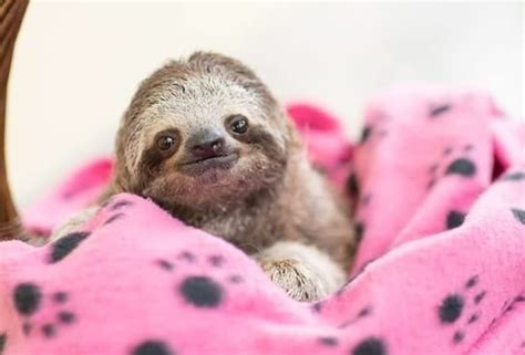 Adorable Cute Baby Sloths Cute Sloth Pictures Cute Baby Animals