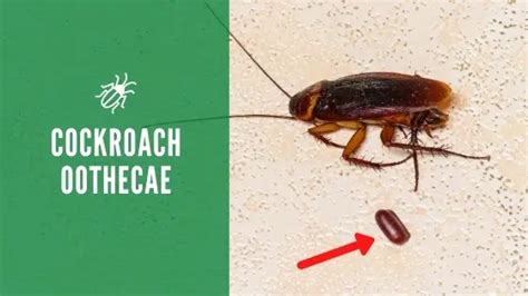Cockroaches In The Walls What Are The Signs How To Get Rid Of Them Fast